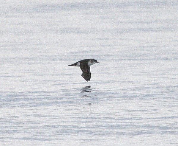 Manx Shearwater